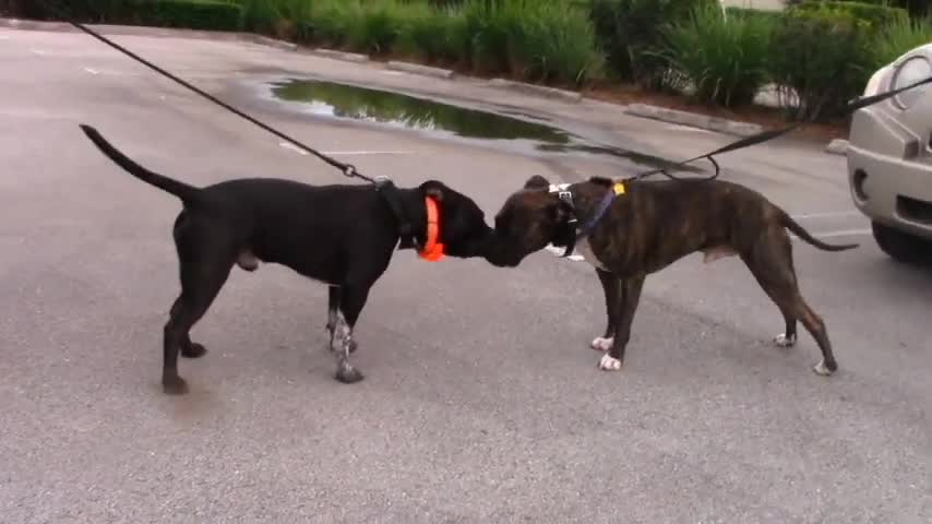 Dog to Dog Aggression - Instructional video #14