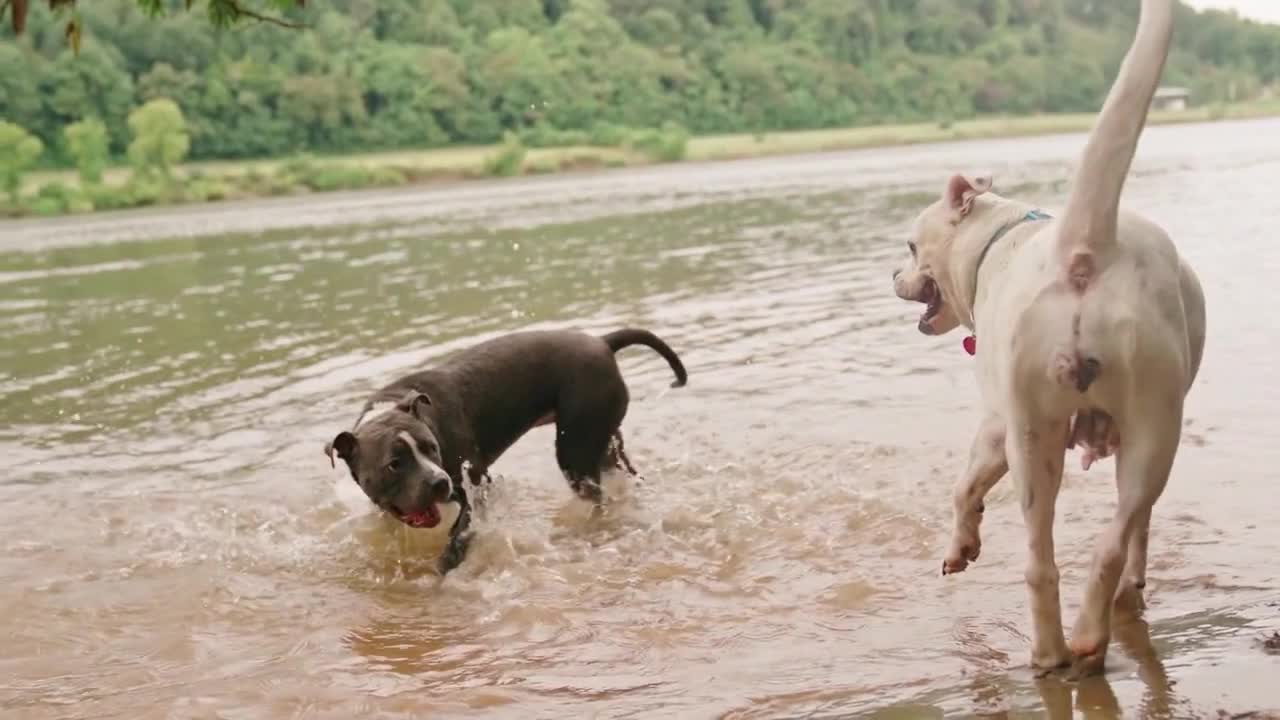 Dogs Play fight in Muddy Water