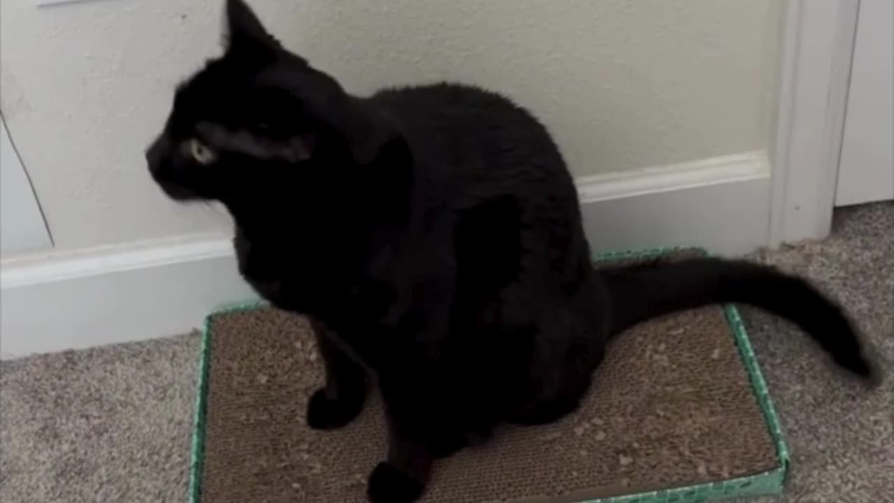 Adopting a Cat from a Shelter Vlog - Cute Precious Piper Shows How to Sit on Her Tuffet #shorts