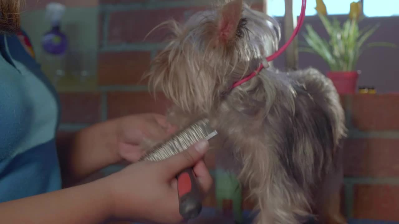 Dog groomer working with a little dog