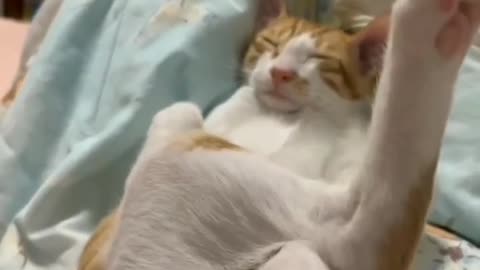 Orange cat sleeping like a boss