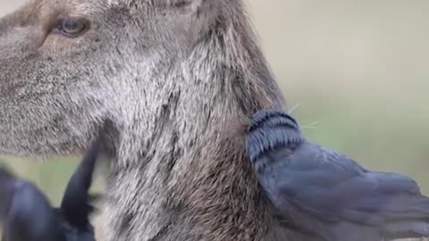 Red deer and jackdaws