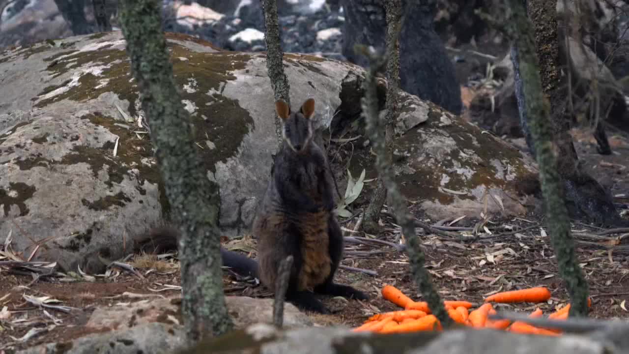 Desde helicópteros lanzan comida para animales hambrientos tras los incendios en Australia