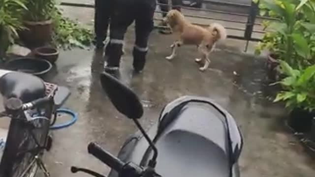 Rescuers Struggle to Catch Wild Lizard