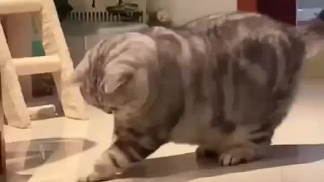Cats - Baby cats - funny and fluffy (149) / Gatos - Filhotes - engraçados e fofos (149) #shorts