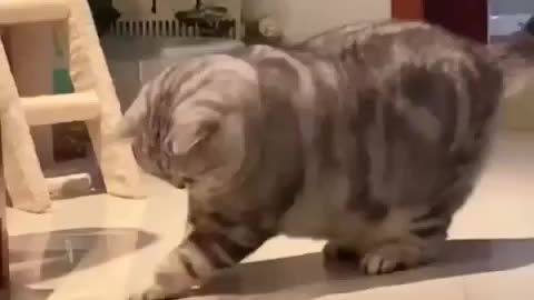 Cats - Baby cats - funny and fluffy (149) / Gatos - Filhotes - engraçados e fofos (149) #shorts