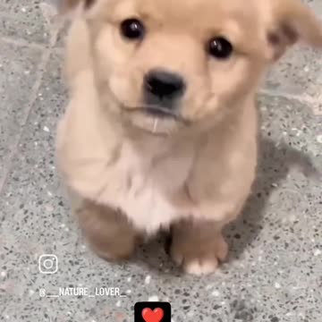 Dog barking traning animals 🤩🤩😍 lover 😍