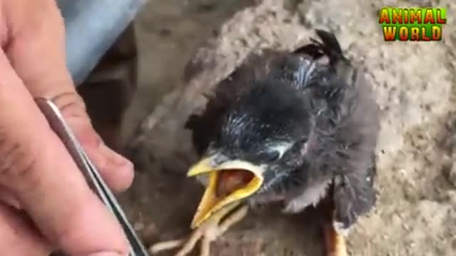 Bird eat