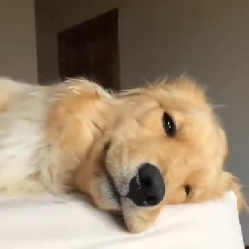 Cachorro com preguiça sono da tarde