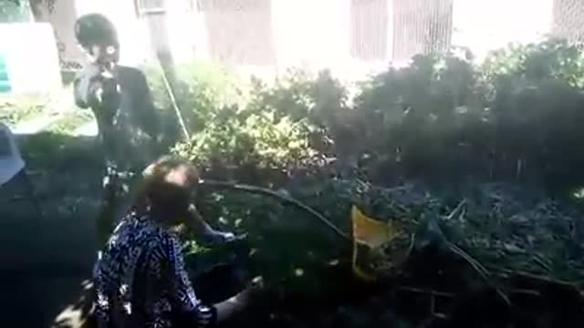 Spring raking shown in the hardest way by a 6 year old