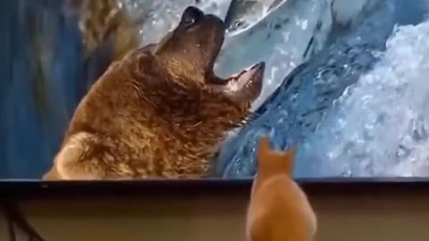 BEST FUNNY ANIMAL VIDEOS 2023