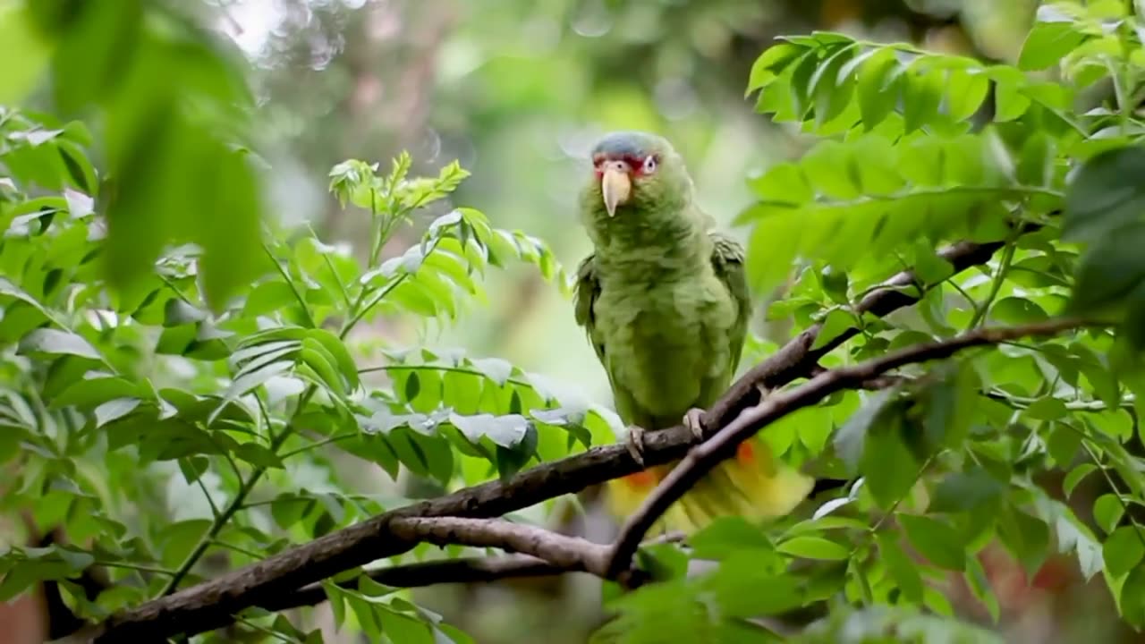 beautiful design new parrot 🦜 Acting Recitation