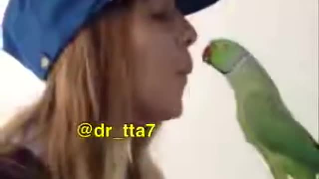 Talking Parrot