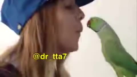 Talking Parrot