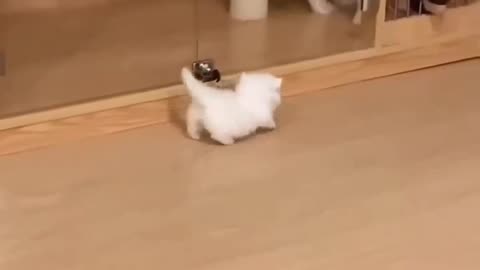 #cat