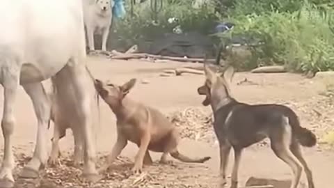 The dog tried to bite this cow but the cows kicked hi