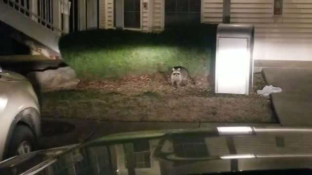 Trash panda vs man battle 1