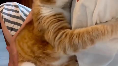 Cute Cats & Funny Cats 6 😍😍😅😅 #cats #shorts #viral #pets #mmvcats