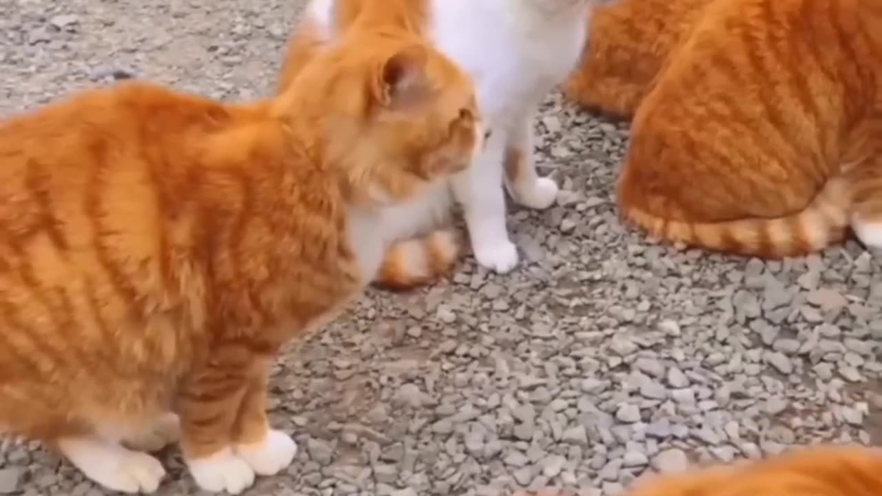 Funny Animal Videos