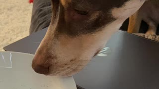 Begging for mommy’s food