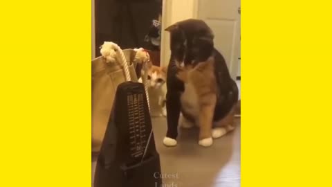 Cute and Funny Pets Moments ,, Funny Animal Videos