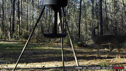 Dec 2 2020 Trail Camera