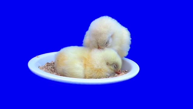 Funny chickens rest in a plate