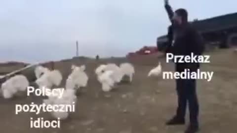 przekaz medialny, pożyteczni idioci