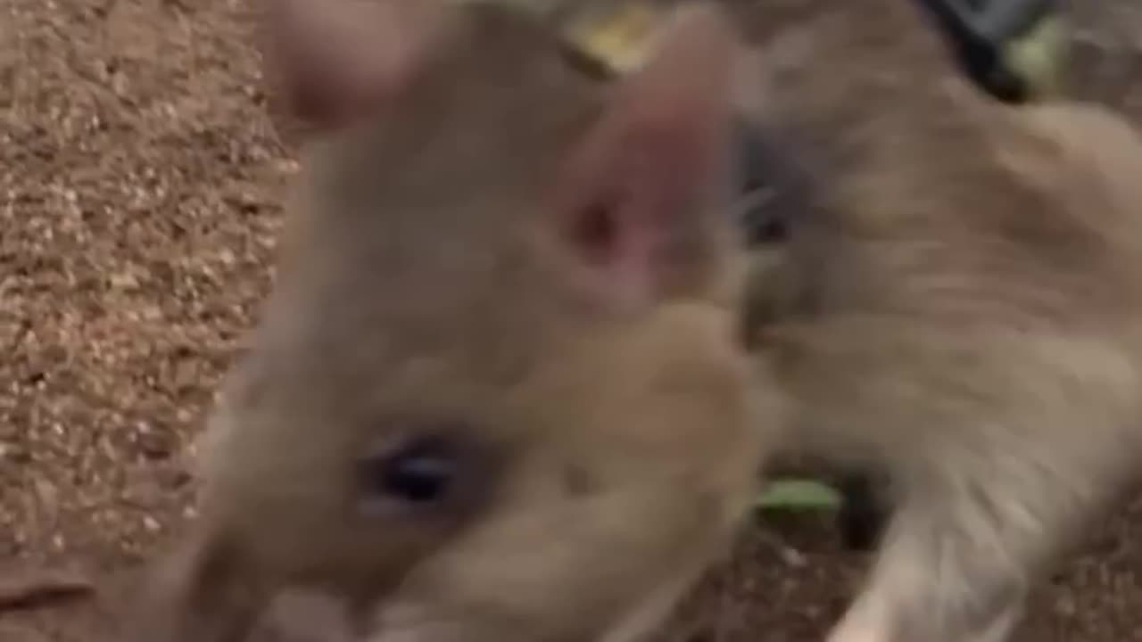 You Might Not Like Rats But This Rat Could Save Your Life!