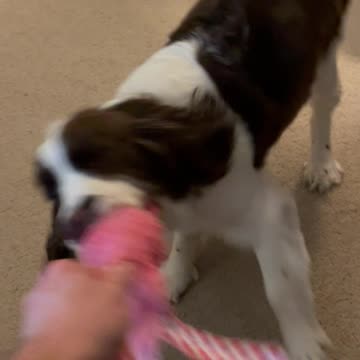 Berserker Springer Spaniel With Squeaky Valentines Toy #springerspaniel #shortsviral #puppy #dog