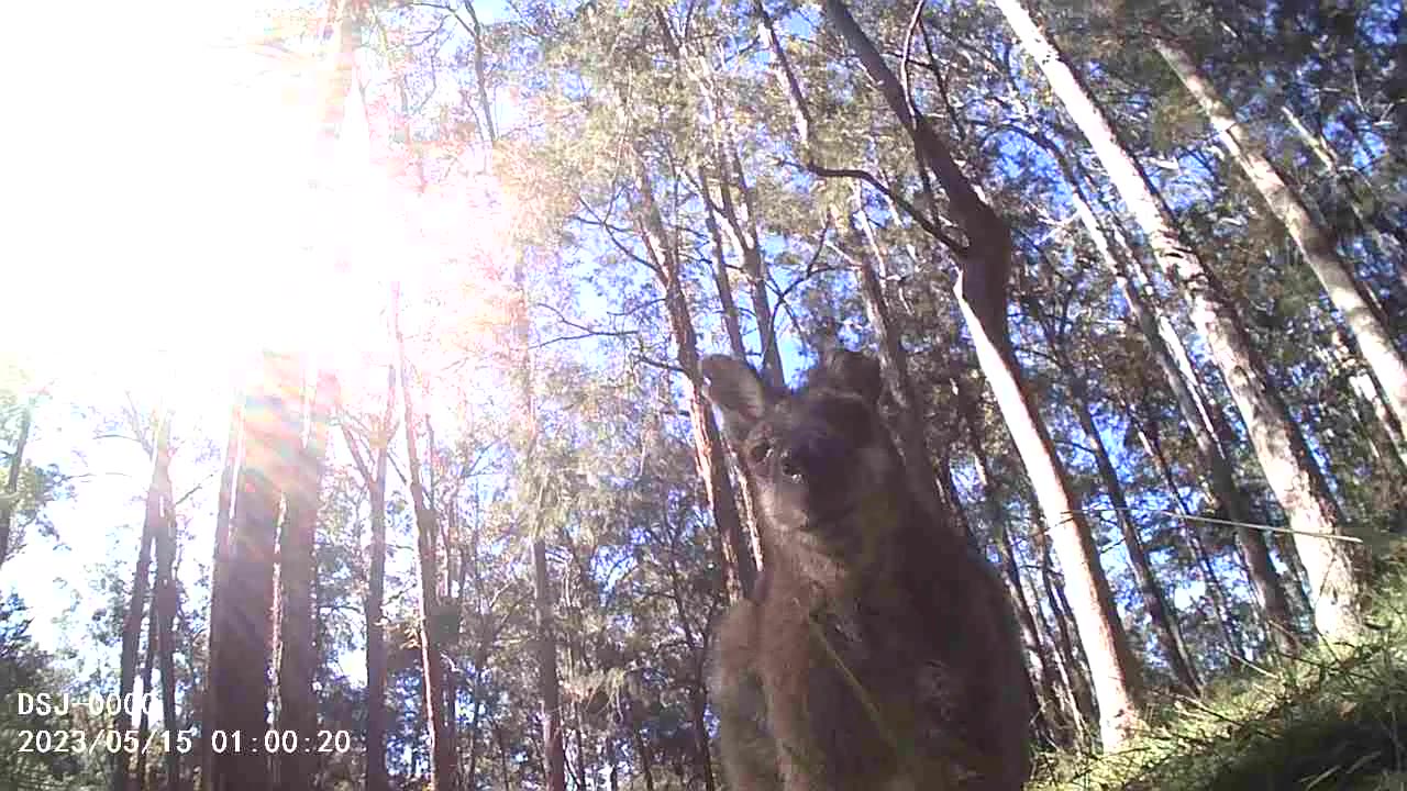 Under Chin View of Old Scooty Roo