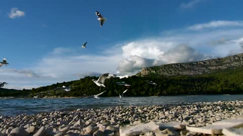 Mouettes Rieuses Blackhead Gulls at the Lake 210920