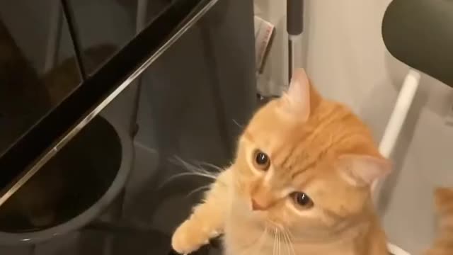 Cute animals funny videos 😍😍😍