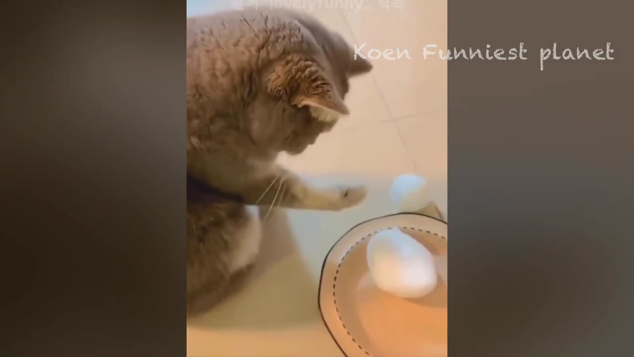 Funny video