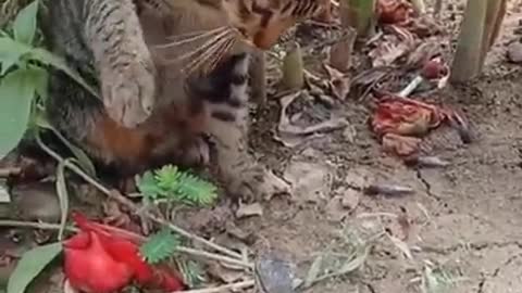 Cat slapping to lizard funny fight.