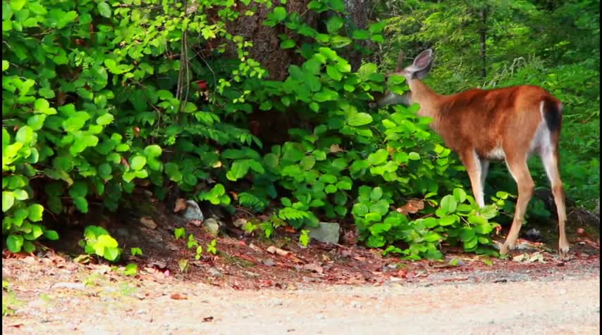 Cute Baby Deer and Most Funny Video