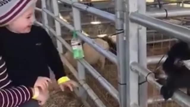 Babies and kids meeting farm and zoo animals funniest babies video