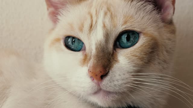 White, blue-eyed cat