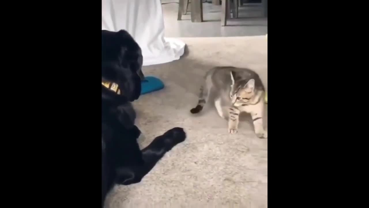 Cat Wants To Play With Dog #shorts #Cats #Dogs