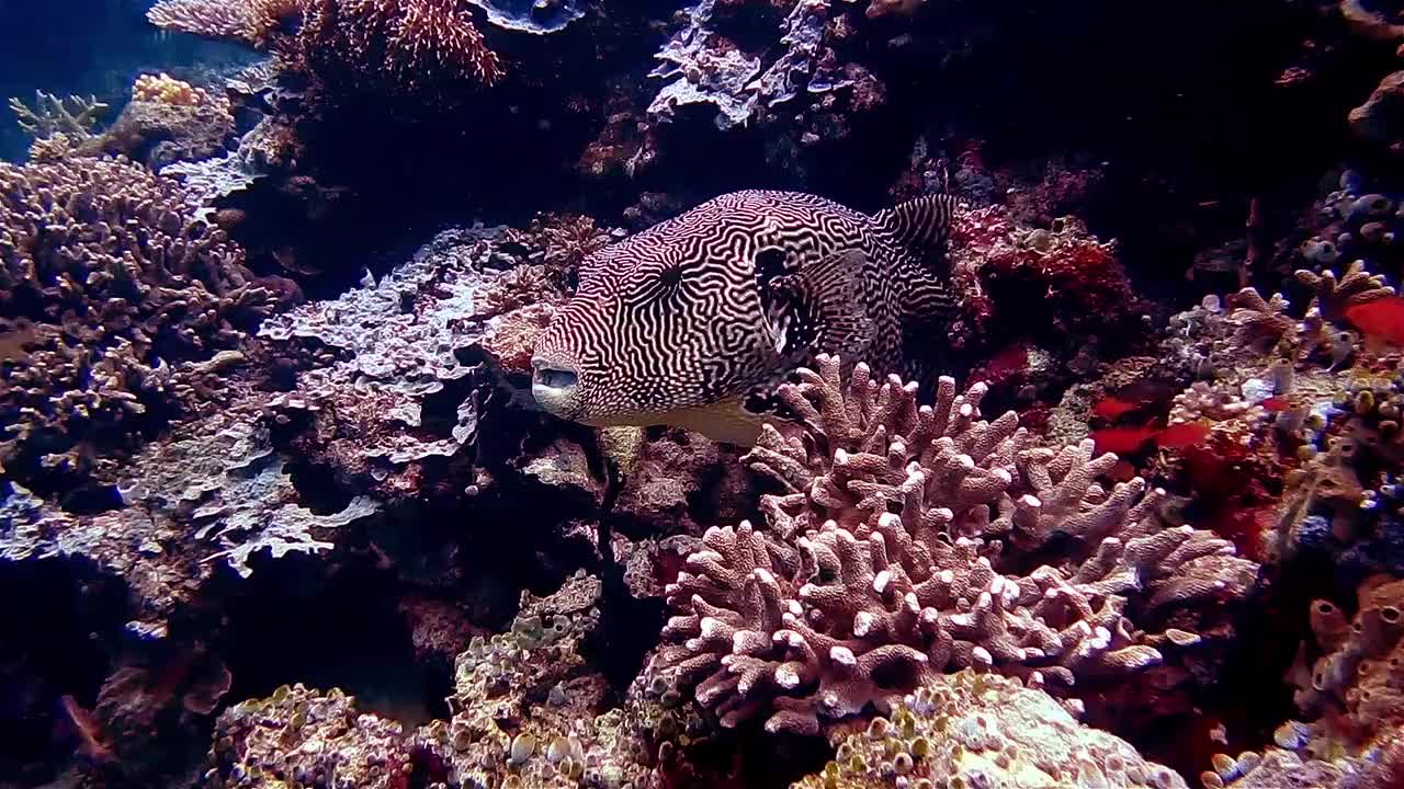 Underwater Creatures