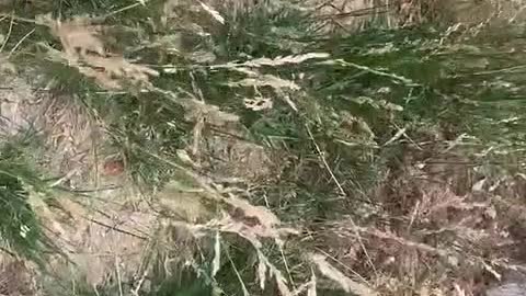 wild grass swaying in the wind