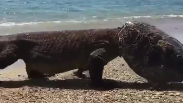 Komodo lizard comes out of the water with a turtle on his head