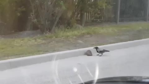 A crow helps a hedgehog cross the road