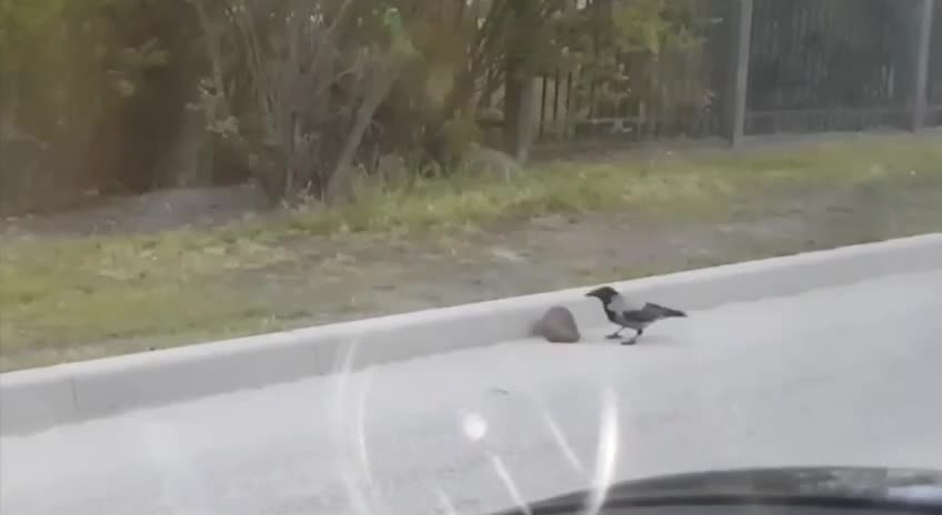 A crow helps a hedgehog cross the road