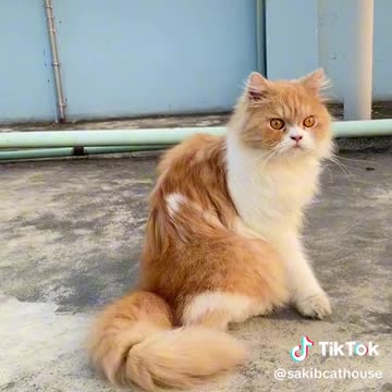 Too much funny cat 2024