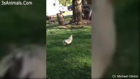 Funny Different Animals Chasing and Scaring People