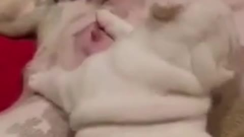 The newborn puppy is really lovely, I like it