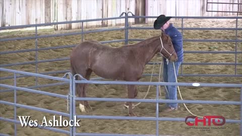 Colt startinnng and teaching the stop on the lunge line with Wes asholk