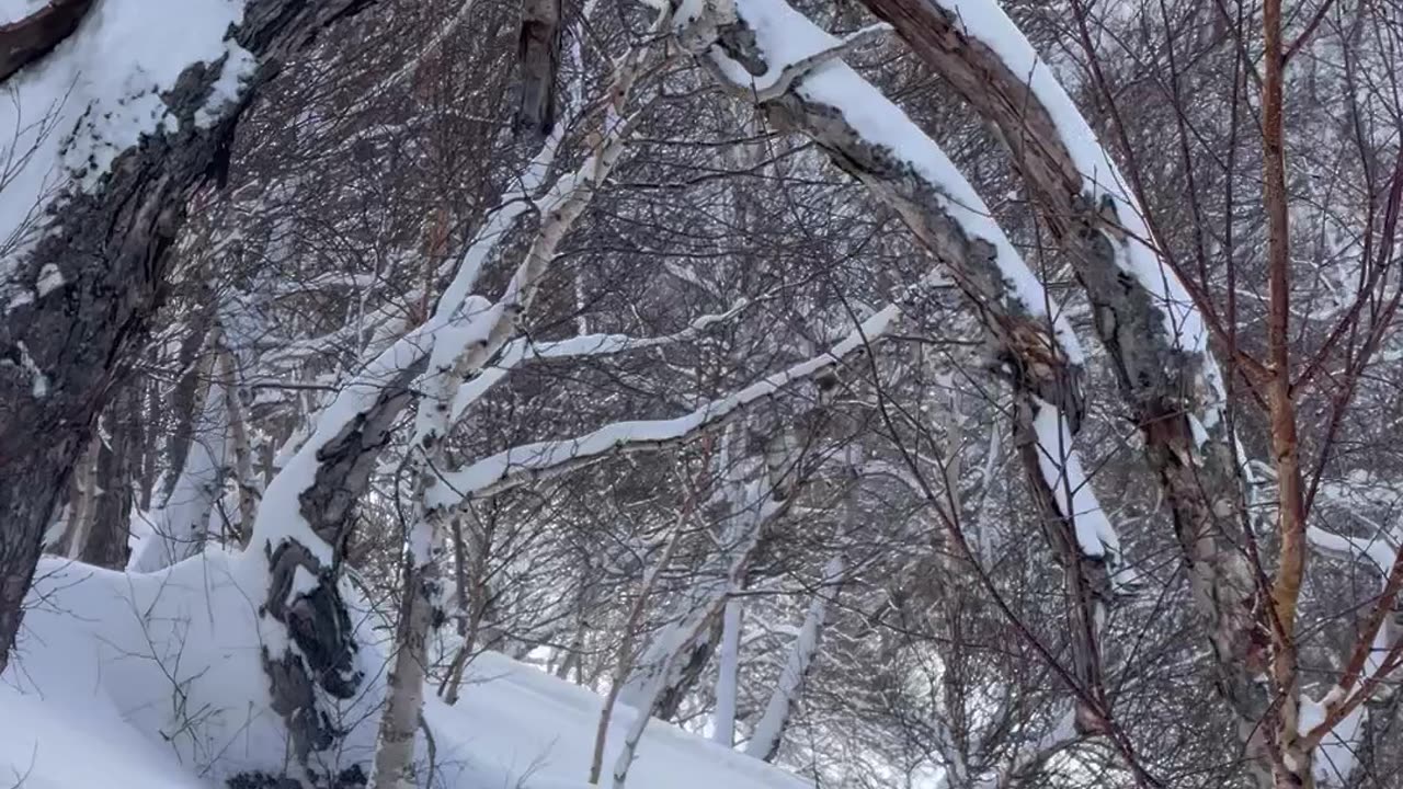 Skier Skis Up Tree and Falls Off