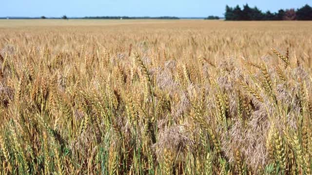 Chi e' la zizzania oggi?